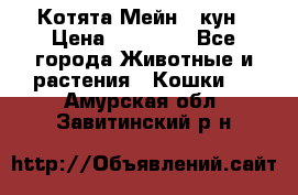 Котята Мейн - кун › Цена ­ 19 000 - Все города Животные и растения » Кошки   . Амурская обл.,Завитинский р-н